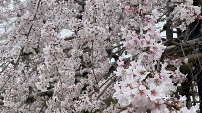 近所の桜