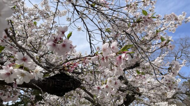 夙川河川敷公園で花見